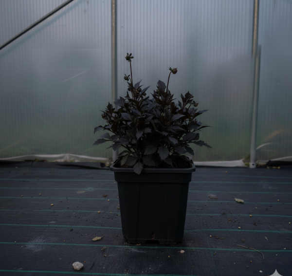 Dahlia 'Lubega Dark Red Glow' PBR