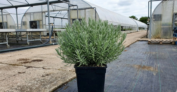 Lavandula stoechas Butterfly Garden 'Early Summer Improved'