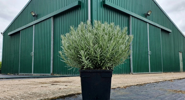 Lavandula stoechas Butterfly Garden 'White Giant Improved' Lavandula stoechas Butterfly Garden 'White Giant Improved'