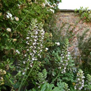 Acanthus mollis
