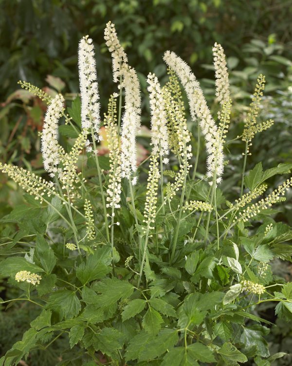 Actaea matsumurae 'White Pearl'