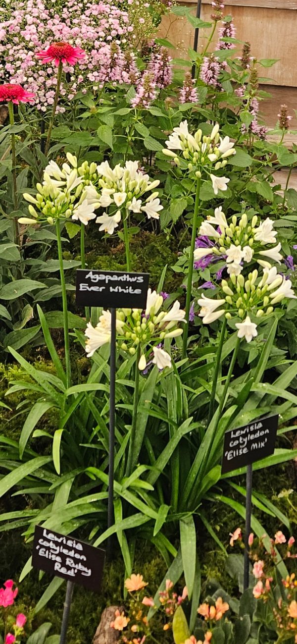 Agapanthus 'Ever White' Agapanthus 'Ever White'