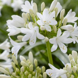 Agapanthus 'Ever White'