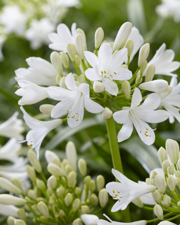 Agapanthus Ever White Agapanthus 'Ever White'