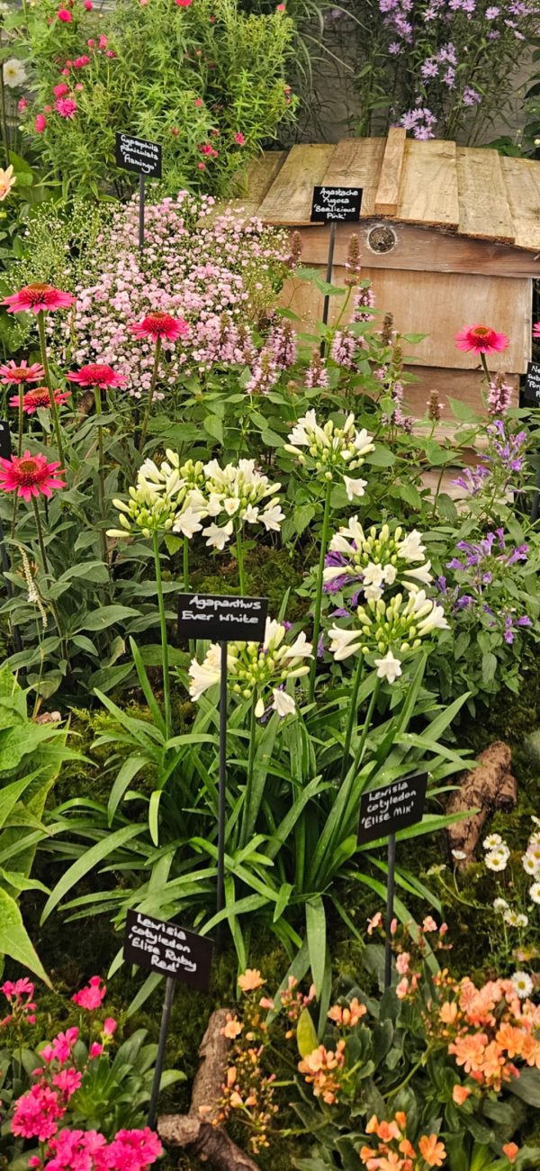 Agapanthus 'Ever White'2 Agapanthus 'Ever White'