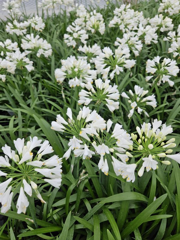 Agapanthus 'Ever White'3 Agapanthus 'Ever White'