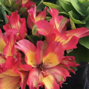 Alstroemeria 'Little Miss Candy'