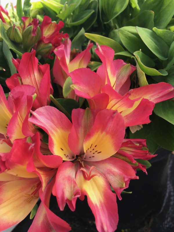 Alstroemeria 'Little Miss Candy' Alstroemeria 'Little Miss Candy'