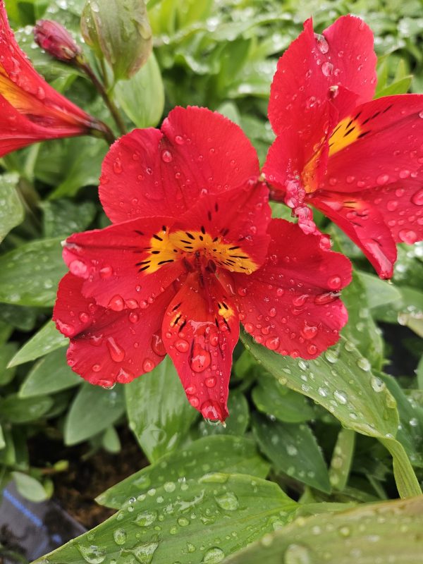 Alstroemeria Summer Paradise Collection 'Summer Heat'