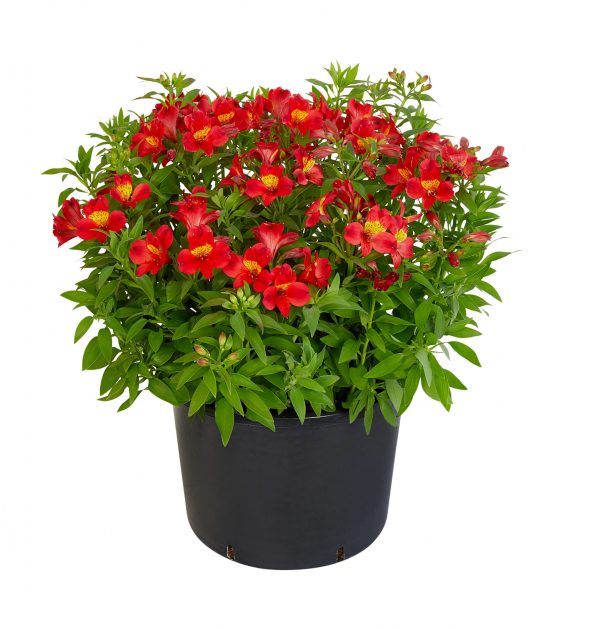 Alstroemeria Summer Paradise Collection 'Summer Heat'