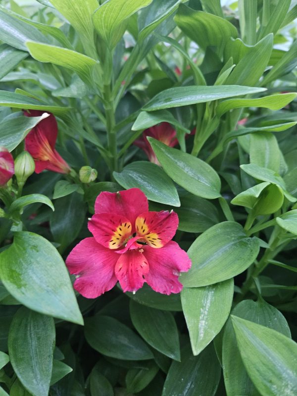Alstroemeria Summer Paradise Collection 'Summer Heat'