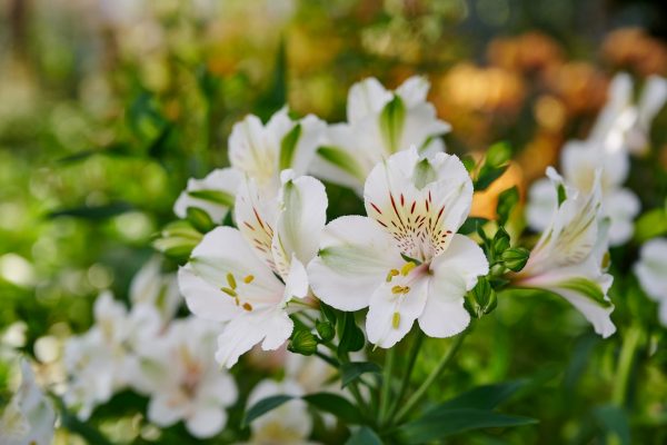 Alstroemeria Summer Paradise Collection 'Summer Ice' Alstroemeria Summer Paradise Collection 'Summer Ice'