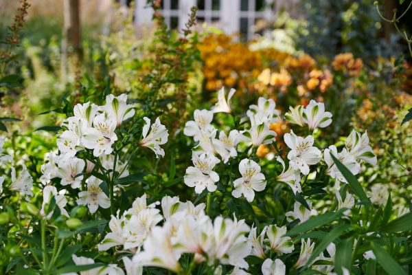 Alstroemeria Summer Paradise Collection 'Summer Ice'2 Alstroemeria Summer Paradise Collection 'Summer Ice'