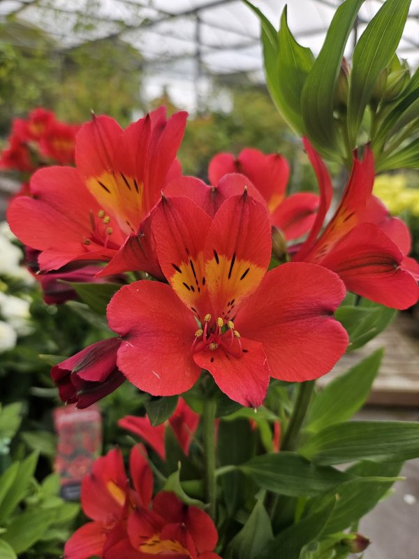 Alstroemeria Summer Paradise Collection 'Summer Pepper' Alstroemeria Summer Paradise Collection 'Summer Pepper'