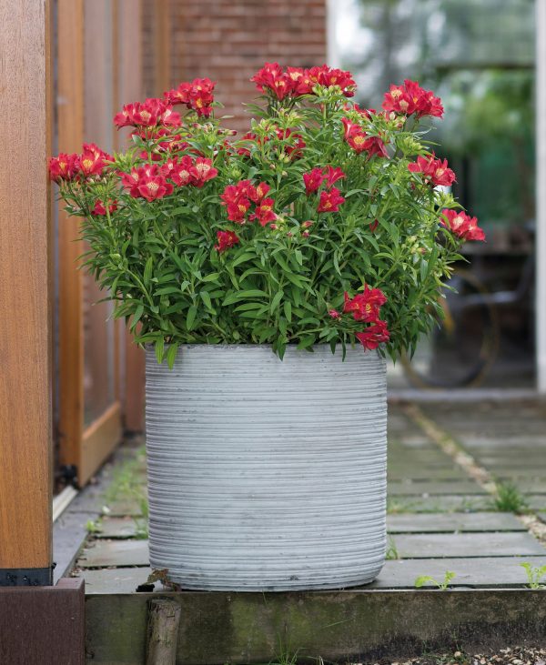 Alstroemeria Summer Paradise Collection 'Summer Pepper' Alstroemeria Summer Paradise Collection 'Summer Pepper'