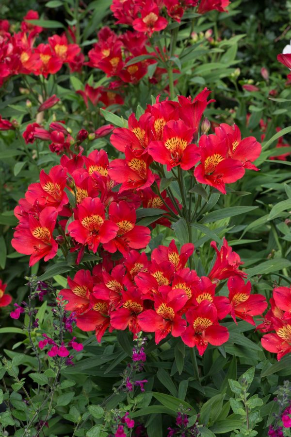 Alstroemeria Summer Paradise Collection 'Summer Pepper'2 Alstroemeria Summer Paradise Collection 'Summer Pepper'