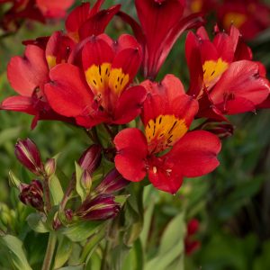 Alstroemeria Summer Paradise Collection 'Summer Pepper'