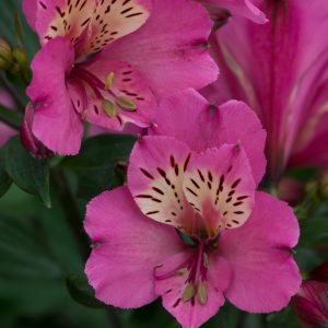 Alstroemeria Summer Paradise Collection 'Summer Saint'
