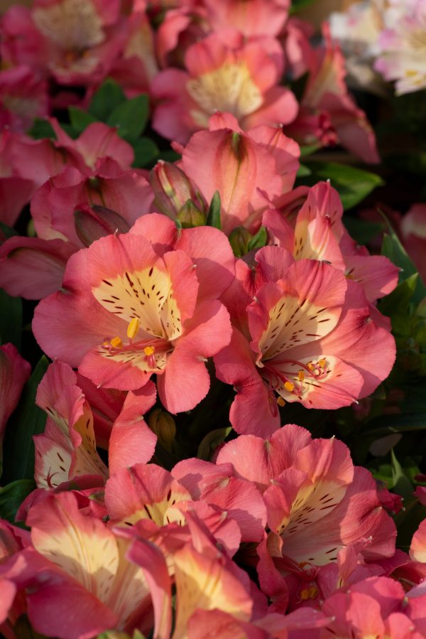 Alstroemeria Summer Paradise Collection 'Valley Girl' Alstroemeria Summer Paradise Collection 'Valley Girl'