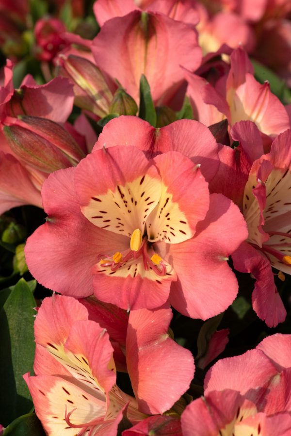 Alstroemeria Summer Paradise Collection 'Valley Girl'2 Alstroemeria Summer Paradise Collection 'Valley Girl'