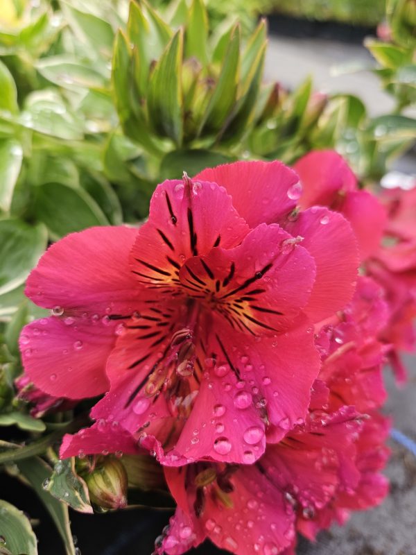 Alstroemeria Summer Paradise Collection 'Valley River' Alstroemeria Summer Paradise Collection 'Valley River'