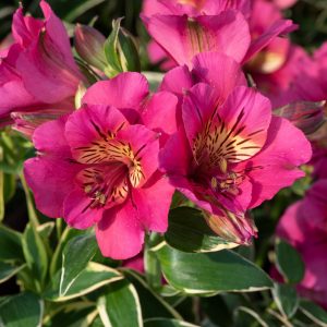 Alstroemeria Summer Paradise Collection 'Valley River'