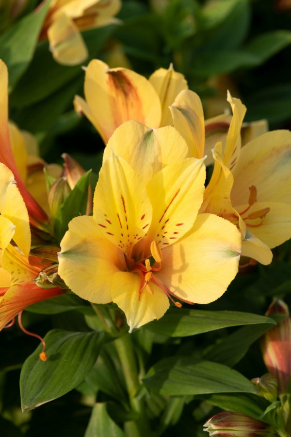 Alstroemeria Summer Paradise Collection 'Valley Spring'