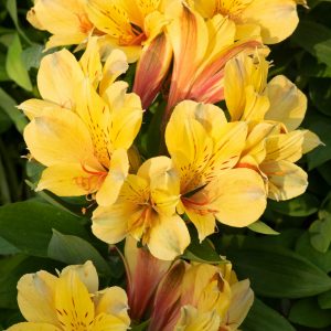 Alstroemeria Summer Paradise Collection 'Valley Spring'