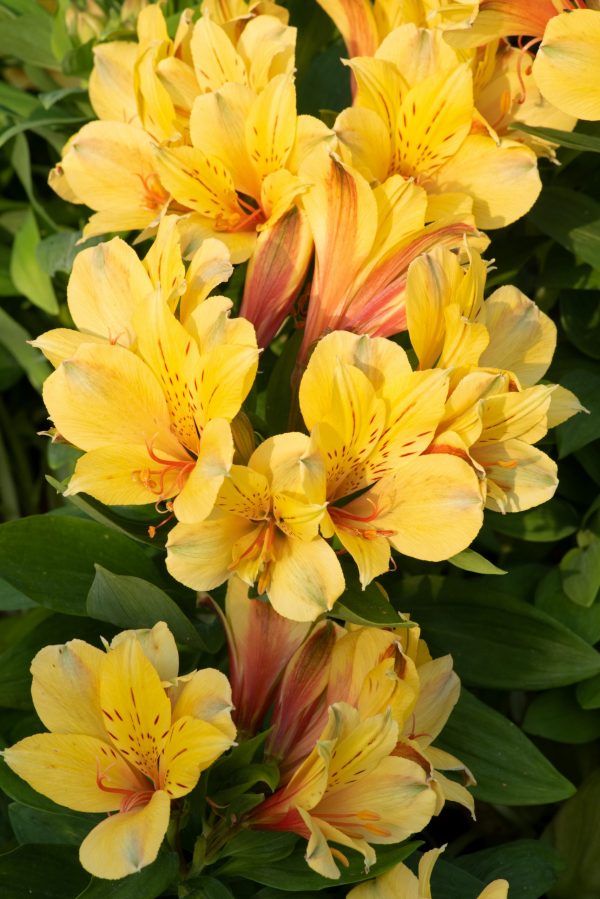 Alstroemeria Summer Paradise Collection 'Valley Spring'