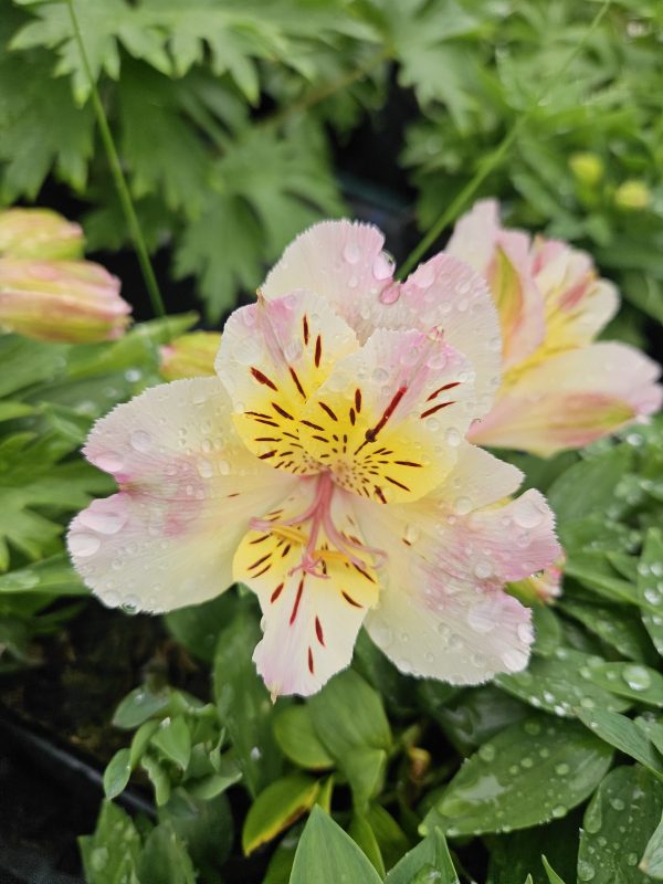 Alstroemeria Summer Paradise Collection 'Valley Times' Alstroemeria Summer Paradise Collection 'Valley Times'