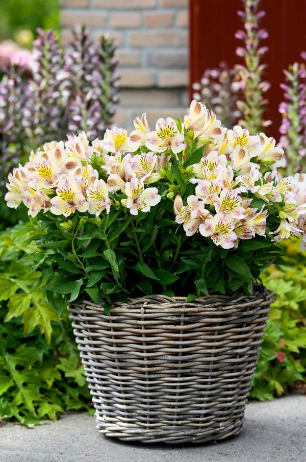 Alstroemeria Summer Paradise Collection 'Valley Times' Alstroemeria Summer Paradise Collection 'Valley Times'