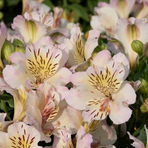 Alstroemeria Summer Paradise Collection 'Valley Times'