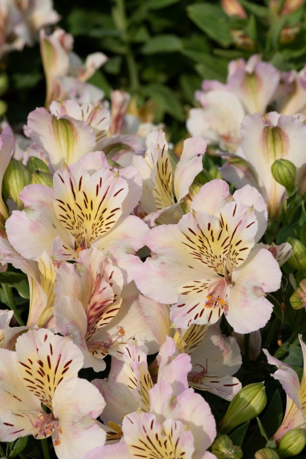Alstroemeria Summer Paradise Collection 'Valley Times'2 Alstroemeria Summer Paradise Collection 'Valley Times'