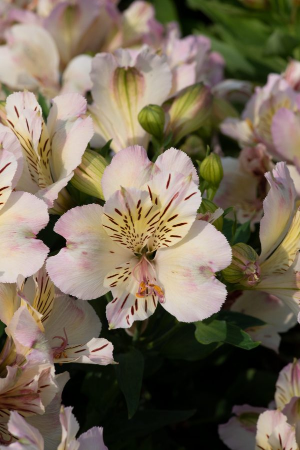 Alstroemeria Summer Paradise Collection 'Valley Times'3 Alstroemeria Summer Paradise Collection 'Valley Times'