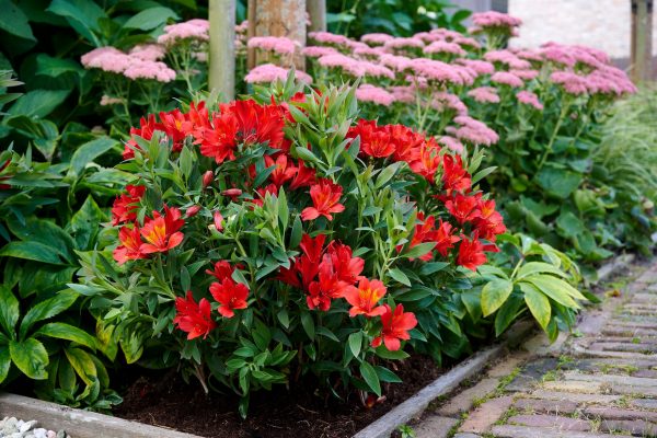 Alstroemeria Summer Paradise Collection 'Valley Wild' Alstroemeria Summer Paradise Collection 'Valley Wild'