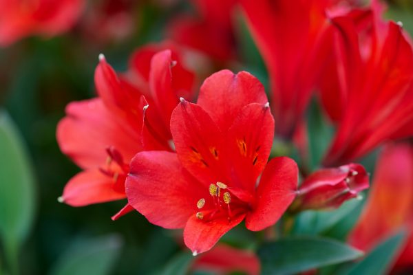 Alstroemeria Summer Paradise Collection 'Valley Wild' 2 Alstroemeria Summer Paradise Collection 'Valley Wild'