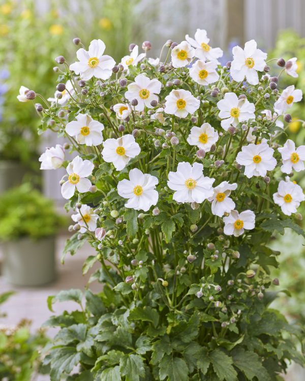 Anemone Fantasy Elsa Anemone hupehensis 'Elsa'