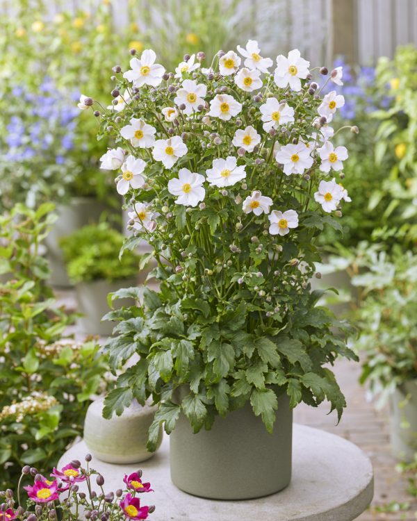 Anemone Fantasy Elsa Anemone hupehensis 'Elsa'