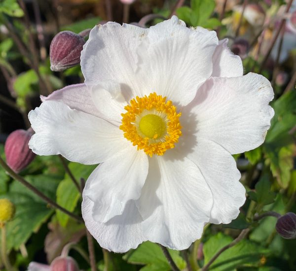 Anemone hupehensis 'Elsa' (Fantasy Series)3 Anemone hupehensis 'Elsa'