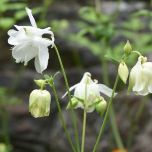 Aquilegia vulgaris 'Munstead White'