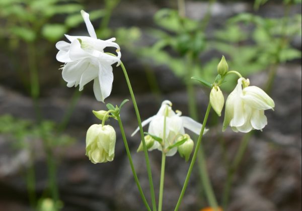 Aquilegia vulgaris 'Munstead White'