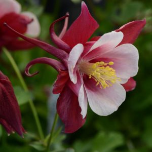 Aquilegia 'Earlybird Red White'