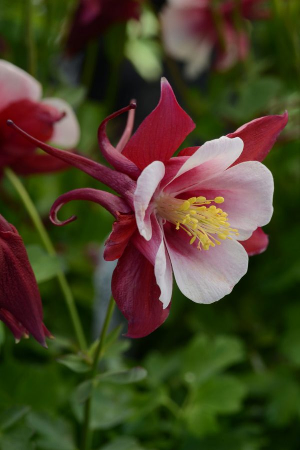 Aquilegia 'Earlybird Red White'
