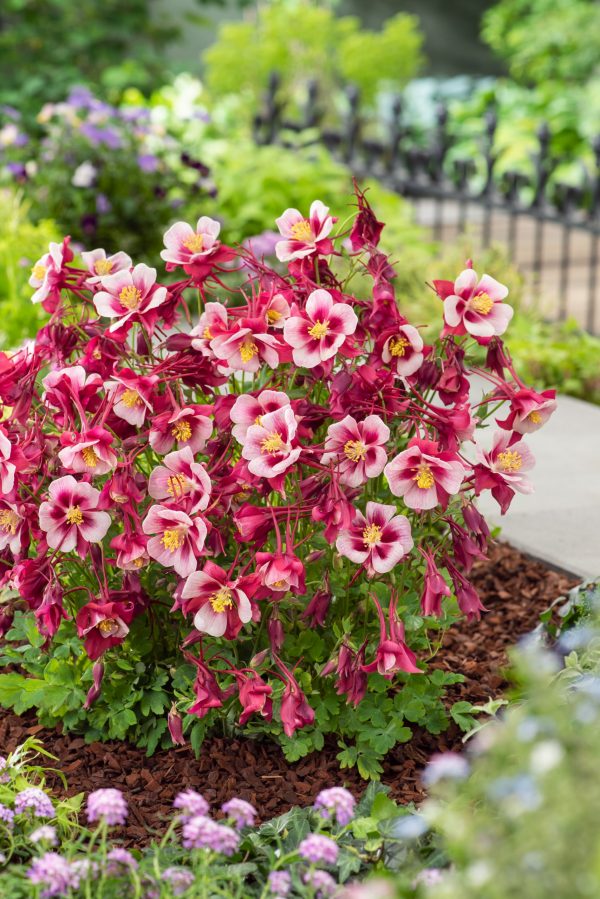 Aquilegia 'Earlybird Red White'