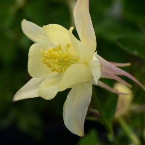 Aquilegia 'Earlybird Yellow'