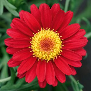 Argyranthemum frutescens 'Aramis Wine Red'