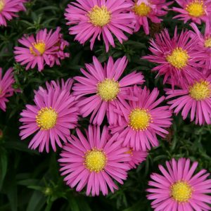 Aster 'Bahamas' (Island Series)