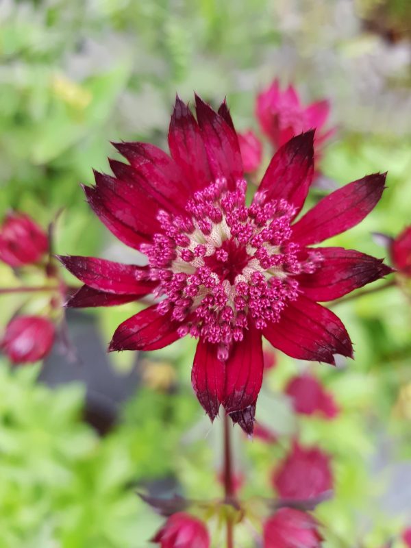 Astrantia 'Ruby Flame'