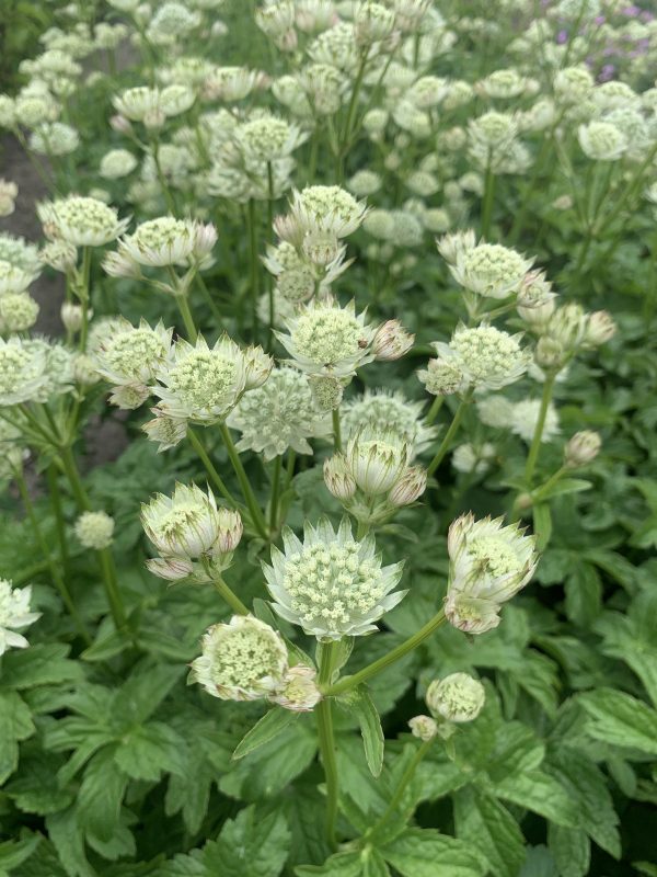 Astrantia 'White Angel'