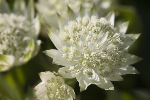 Astrantia 'White Angel'